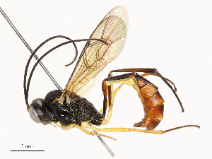  ( - CBG-A65328-D08)  @11 [ ] CreativeCommons - Attribution Share - Alike (2025) CBG Photography Group Centre for Biodiversity Genomics