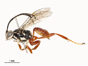  ( - CBG-A65328-H01)  @11 [ ] CreativeCommons - Attribution Share - Alike (2025) CBG Photography Group Centre for Biodiversity Genomics