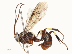  ( - CBG-A65328-H08)  @11 [ ] CreativeCommons - Attribution Share - Alike (2025) CBG Photography Group Centre for Biodiversity Genomics