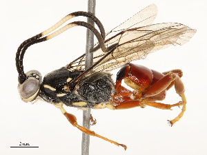  ( - CBG-A67015-F09)  @11 [ ] CreativeCommons - Attribution Share - Alike (2025) CBG Photography Group Centre for Biodiversity Genomics