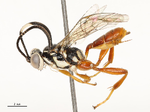  ( - CBG-A67015-G08)  @11 [ ] CreativeCommons - Attribution Share - Alike (2025) CBG Photography Group Centre for Biodiversity Genomics