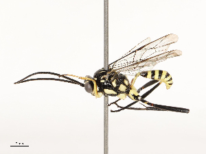  ( - CBG-A67016-F03)  @11 [ ] CreativeCommons - Attribution Share - Alike (2025) CBG Photography Group Centre for Biodiversity Genomics