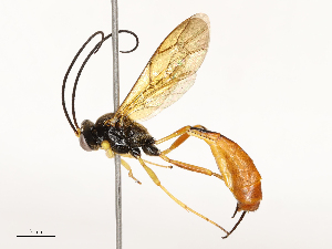  ( - CBG-A67016-F11)  @11 [ ] CreativeCommons - Attribution Share - Alike (2025) CBG Photography Group Centre for Biodiversity Genomics