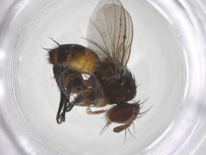  (Siphona Janzen8180 - CBG-A67183-H09)  @11 [ ] CreativeCommons - Attribution Share - Alike (2025) Centre for Biodiversity Genomics Centre for Biodiversity Genomics