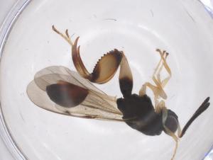  (chalMalaise01 Malaise7185 - CBG-A67185-H05)  @11 [ ] CreativeCommons - Attribution Share - Alike (2025) Centre for Biodiversity Genomics Centre for Biodiversity Genomics