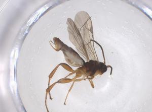  ( - CBG-A67194-D02)  @11 [ ] CreativeCommons - Attribution Share - Alike (2025) Centre for Biodiversity Genomics Centre for Biodiversity Genomics