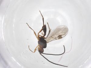  ( - CBG-A67684-G09)  @11 [ ] CreativeCommons - Attribution Share - Alike (2025) Centre for Biodiversity Genomics Centre for Biodiversity Genomics