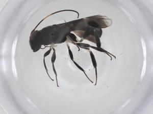  ( - CBG-A67685-D10)  @11 [ ] CreativeCommons - Attribution Share - Alike (2025) Centre for Biodiversity Genomics Centre for Biodiversity Genomics