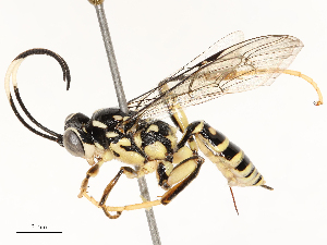  ( - CBG-A67807-E06)  @11 [ ] CreativeCommons - Attribution Share - Alike (2025) CBG Photography Group Centre for Biodiversity Genomics