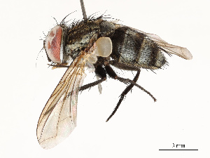  ( - CBG-A67808-C08)  @11 [ ] CreativeCommons - Attribution Share - Alike (2025) CBG Photography Group Centre for Biodiversity Genomics