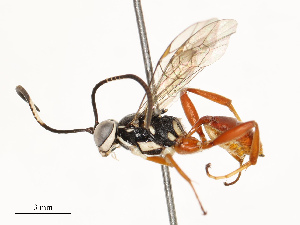  ( - CBG-A67808-E04)  @11 [ ] CreativeCommons - Attribution Share - Alike (2025) CBG Photography Group Centre for Biodiversity Genomics