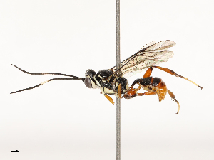  ( - CBG-A67824-E03)  @11 [ ] CreativeCommons - Attribution Share - Alike (2025) CBG Photography Group Centre for Biodiversity Genomics