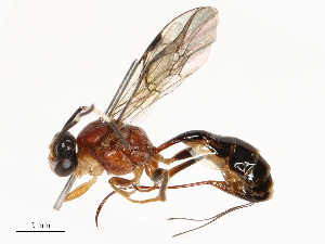  ( - CBG-A67824-G02)  @11 [ ] CreativeCommons - Attribution Share - Alike (2025) CBG Photography Group Centre for Biodiversity Genomics