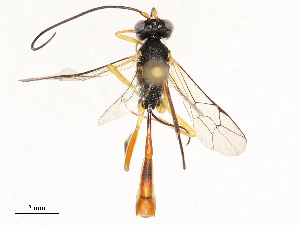  ( - CBG-A67831-A01)  @11 [ ] CreativeCommons - Attribution Share - Alike (2025) CBG Photography Group Centre for Biodiversity Genomics