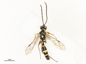  ( - CBG-A67839-C01)  @11 [ ] CreativeCommons - Attribution Share - Alike (2025) CBG Photography Group Centre for Biodiversity Genomics