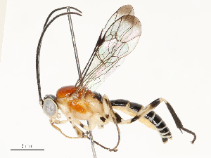  ( - CBG-A67839-C06)  @11 [ ] CreativeCommons - Attribution Share - Alike (2025) CBG Photography Group Centre for Biodiversity Genomics