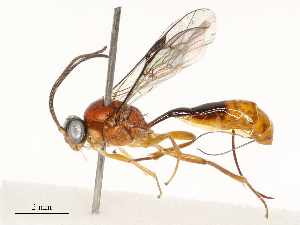  ( - CBG-A67861-G10)  @11 [ ] CreativeCommons - Attribution Share - Alike (2025) CBG Photography Group Centre for Biodiversity Genomics