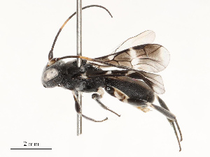  ( - CBG-A67862-C06)  @11 [ ] CreativeCommons - Attribution Share - Alike (2025) CBG Photography Group Centre for Biodiversity Genomics