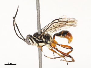  ( - CBG-A67862-G12)  @11 [ ] CreativeCommons - Attribution Share - Alike (2025) CBG Photography Group Centre for Biodiversity Genomics