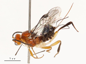  ( - CBG-A67863-B05)  @11 [ ] CreativeCommons - Attribution Share - Alike (2025) CBG Photography Group Centre for Biodiversity Genomics