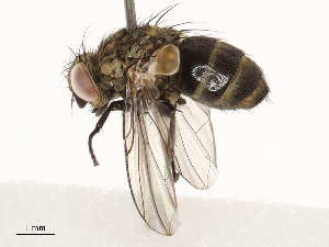  (Phytomyptera Malaise3317 - CBG-A67863-C07)  @11 [ ] CreativeCommons - Attribution Share - Alike (2025) CBG Photography Group Centre for Biodiversity Genomics