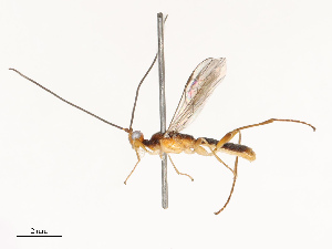  ( - CBG-A67863-H03)  @11 [ ] CreativeCommons - Attribution Share - Alike (2025) CBG Photography Group Centre for Biodiversity Genomics