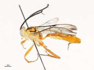  ( - CBG-A67869-B02)  @11 [ ] CreativeCommons - Attribution Share - Alike (2025) CBG Photography Group Centre for Biodiversity Genomics