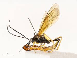  (Diadegma SL-01 - CBG-A67870-E07)  @11 [ ] CreativeCommons - Attribution Share - Alike (2025) CBG Photography Group Centre for Biodiversity Genomics