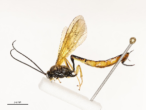  ( - CBG-A67870-F01)  @11 [ ] CreativeCommons - Attribution Share - Alike (2025) CBG Photography Group Centre for Biodiversity Genomics
