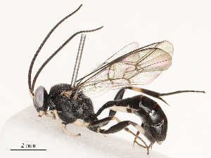  ( - CBG-A67873-B04)  @11 [ ] CreativeCommons - Attribution Share - Alike (2025) CBG Photography Group Centre for Biodiversity Genomics