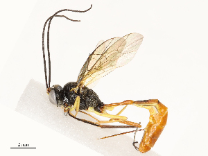  ( - CBG-A67873-D08)  @11 [ ] CreativeCommons - Attribution Share - Alike (2025) CBG Photography Group Centre for Biodiversity Genomics