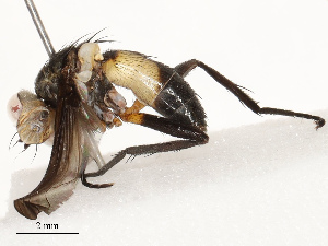  ( - CBG-A67874-D01)  @11 [ ] CreativeCommons - Attribution Share - Alike (2025) CBG Photography Group Centre for Biodiversity Genomics