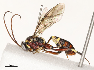  ( - CBG-A67876-A06)  @11 [ ] CreativeCommons - Attribution Share - Alike (2025) CBG Photography Group Centre for Biodiversity Genomics