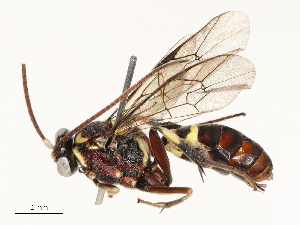  ( - CBG-A67876-C06)  @11 [ ] CreativeCommons - Attribution Share - Alike (2025) CBG Photography Group Centre for Biodiversity Genomics