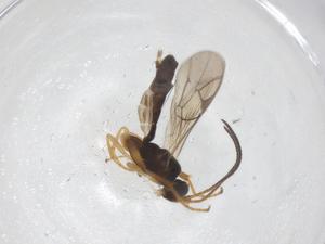  ( - CBG-A68370-D06)  @11 [ ] CreativeCommons - Attribution Share - Alike (2025) Centre for Biodiversity Genomics Centre for Biodiversity Genomics