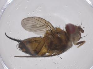  ( - CBG-A68452-F05)  @11 [ ] CreativeCommons - Attribution Share - Alike (2025) Centre for Biodiversity Genomics Centre for Biodiversity Genomics