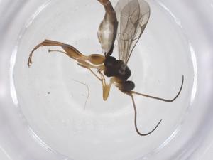  ( - CBG-A68460-E09)  @11 [ ] CreativeCommons - Attribution Share - Alike (2025) Centre for Biodiversity Genomics Centre for Biodiversity Genomics