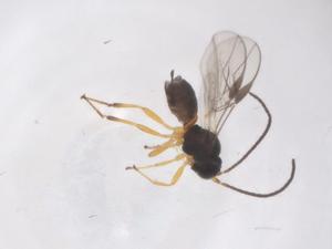  ( - CBG-A68687-A04)  @11 [ ] CreativeCommons - Attribution Share - Alike (2025) Centre for Biodiversity Genomics Centre for Biodiversity Genomics