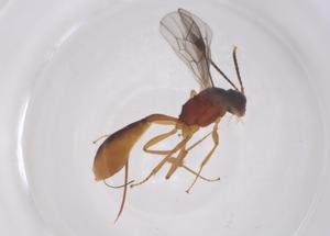  ( - CBG-A68693-A08)  @11 [ ] CreativeCommons - Attribution Share - Alike (2025) Centre for Biodiversity Genomics Centre for Biodiversity Genomics