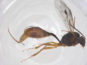  ( - CBG-A68698-E08)  @11 [ ] CreativeCommons - Attribution Share - Alike (2025) Centre for Biodiversity Genomics Centre for Biodiversity Genomics