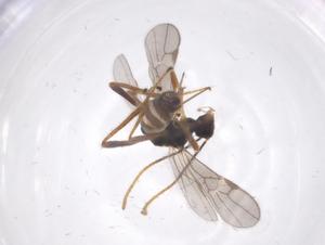  ( - CBG-A68702-H09)  @11 [ ] CreativeCommons - Attribution Share - Alike (2025) Centre for Biodiversity Genomics Centre for Biodiversity Genomics