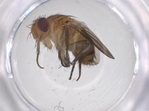  ( - CBG-A68788-E12)  @11 [ ] CreativeCommons - Attribution Share - Alike (2025) Centre for Biodiversity Genomics Centre for Biodiversity Genomics