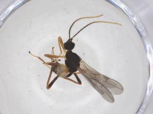  ( - CBG-A68970-D04)  @11 [ ] CreativeCommons - Attribution Share - Alike (2025) Centre for Biodiversity Genomics Centre for Biodiversity Genomics