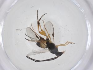  (Promicrogaster malaise4392 - CBG-A68971-C06)  @11 [ ] CreativeCommons - Attribution Share - Alike (2025) Centre for Biodiversity Genomics Centre for Biodiversity Genomics