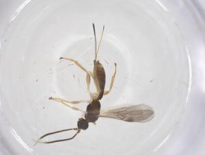  (Allorhogas Malaise6930 - CBG-A68973-F08)  @11 [ ] CreativeCommons - Attribution Share - Alike (2025) Centre for Biodiversity Genomics Centre for Biodiversity Genomics