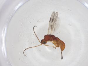  ( - CBG-A68974-C02)  @11 [ ] CreativeCommons - Attribution Share - Alike (2025) Centre for Biodiversity Genomics Centre for Biodiversity Genomics