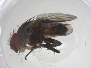  ( - CBG-A68976-B12)  @11 [ ] CreativeCommons - Attribution Share - Alike (2025) Centre for Biodiversity Genomics Centre for Biodiversity Genomics