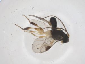  (Leptodrepana Malaise6101 - CBG-A68976-E02)  @11 [ ] CreativeCommons - Attribution Share - Alike (2025) Centre for Biodiversity Genomics Centre for Biodiversity Genomics