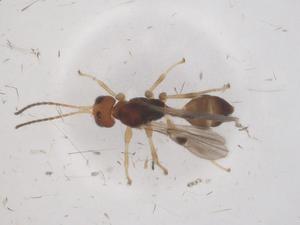  ( - CBG-A68987-B07)  @11 [ ] CreativeCommons - Attribution Share - Alike (2025) Centre for Biodiversity Genomics Centre for Biodiversity Genomics