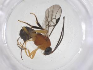  ( - CBG-A69189-B12)  @11 [ ] CreativeCommons - Attribution Share - Alike (2025) Centre for Biodiversity Genomics Centre for Biodiversity Genomics